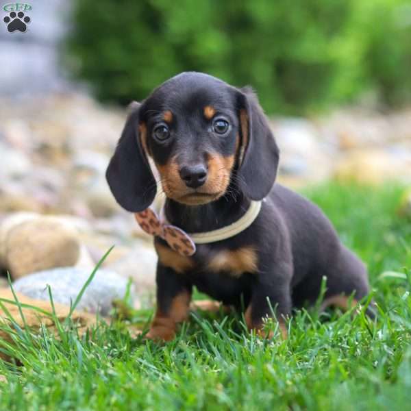 Bryce, Dachshund Puppy